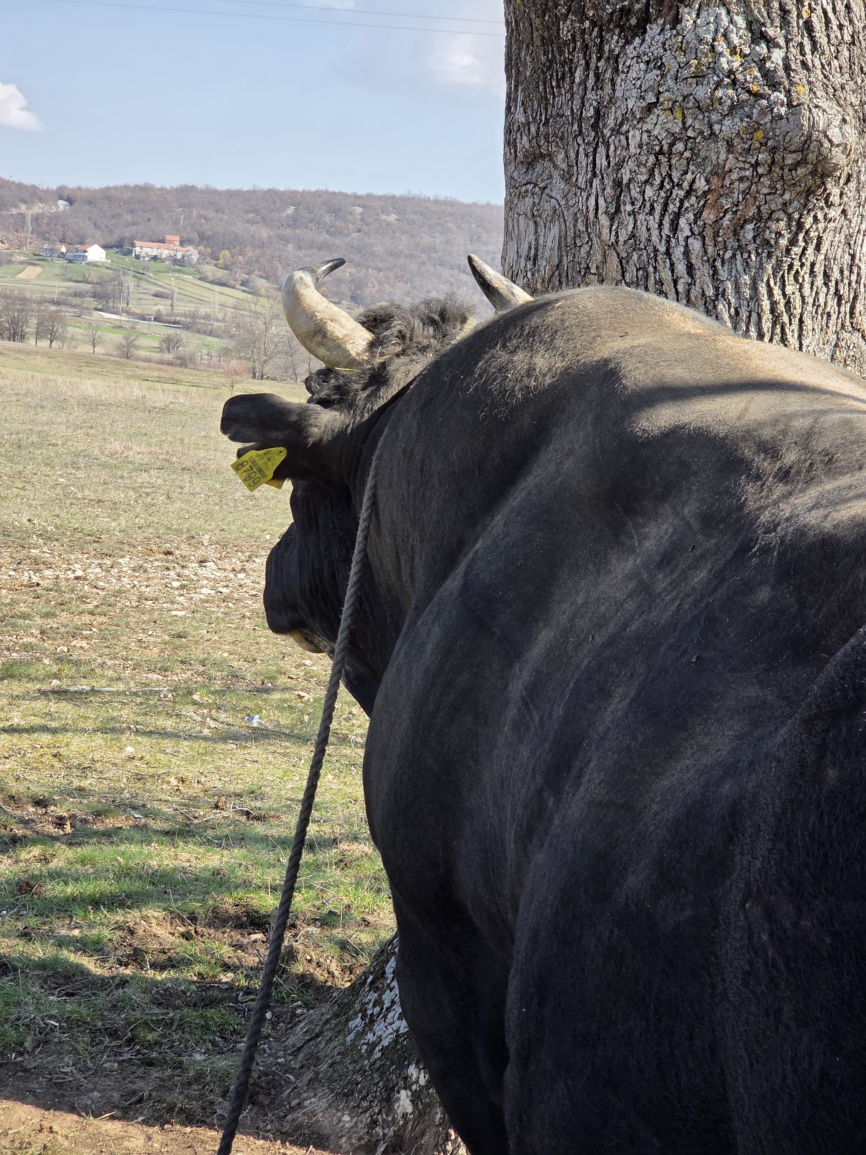 Bik Kamatar 8
